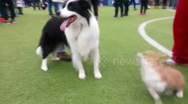 Corgi plays with collie