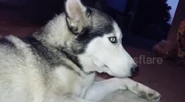 Just a hungry puppy
