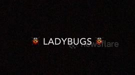 LADYBUG, LADYBUG, FLY AWAY HOME!!!