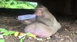 Chunky monkey Uncle Fatty spotted after unsuccessful stint in weight-loss camp