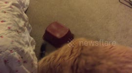 Hilarious baby prairie dog hiding under plastic container and moving it