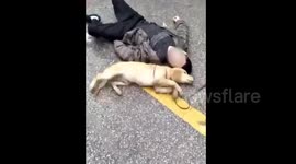 Adorable moment dog tries to revive owner who passed out in street