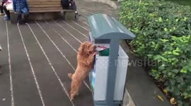 Eco-conscious dog collects rubbish on street in southwestern China