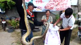 Tread carefully! Snake finds hiding place inside old car tyre