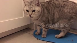 Cat disgusted after licking slug