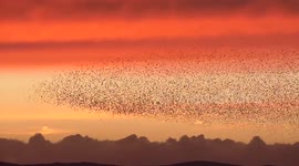 Starling murmuration swirls in beautiful evening autumn sky