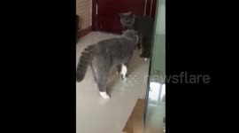 Angry cat scares another one by 'shouting' at it