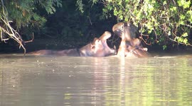 Father and son hippos play fight in the water at South African national park