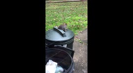 Squirrel stealing fries