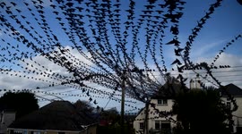 Birds queueing up to feast on fermented palm tree berries