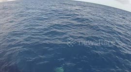 Bottlenose Dolphins interact boat