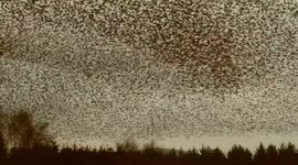 Murmuration of thousands of starlings swirl in the sky in Cumbria