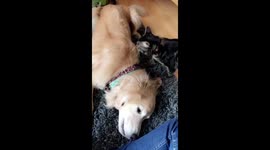 Dog and cat staredown