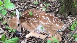 Newborn Baby Fawn Awaiting Mamma
