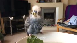 Oscar the Budgie slow motion shaking