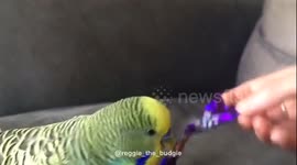 Reggie the dog bird