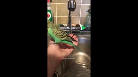 Reggie the Budgie having a shower under the rap