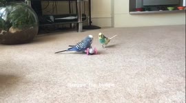 Budgies playing on the floor