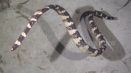 Meeting a venomous hunting Sea Snake at night under water