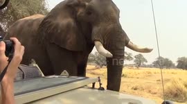 Elephant joins tourists on safari for a tea time break