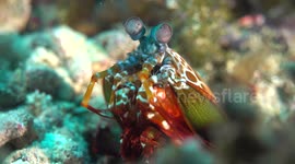 What an eyeful! This mantis shrimp must have the best vision in the world