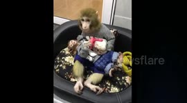 Monkey bottle-feeds her baby milk