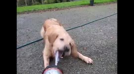 Dog quenches first by playing catch with squirts from water hose
