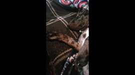 Cute dog moves paw to music beat!