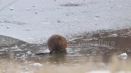 Wonderful Wyoming Wildlife - Muskrat Munching on Grass