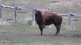Injured Bison crossing the road