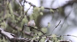 Teenage Hummingbird Leaving nest