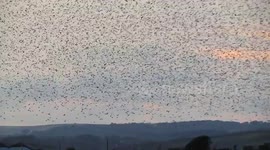 Starlings-Poetry in the Sky