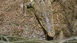 This estuarine crocodile doesn't like the photographer