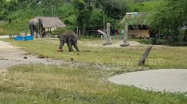 Elephant playing Soccer - Elephant retirement park in Thailand