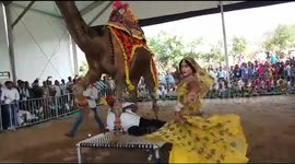 camel dance