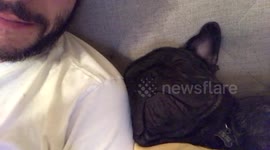 French bulldog snoring extremely loudly