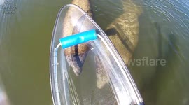 Endangered manatees seen from a see-through canoe