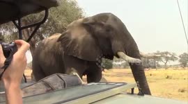 Inquisitive elephant joins tourists on safari for a tea-time break
