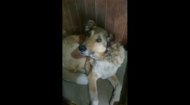 Drama Dog