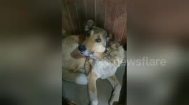 Newsflare Edit - Drama Dog