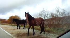 Wild horses