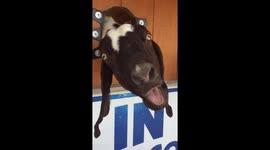 Goat hilariously begging for food