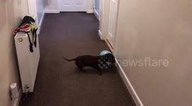 Barnaby the miniature dachshund