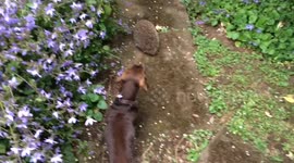 Barnaby the miniature dachshund versus hedgehog