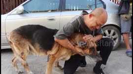 Hero pet dog rushed to help owner being attacked in the street