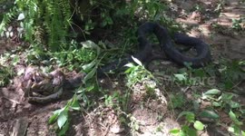 King Cobra kills python the slithers away after three hour battle