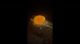 Baby budgie chick heart beat in egg