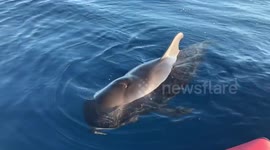 Baby pilot whale