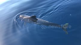 2 babies dolphins, Pilot whale came to say hello