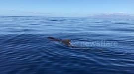 Baby Pilot whale calling his baby friend